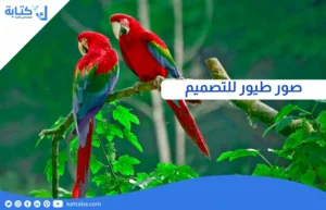 صور طيور للتصميم